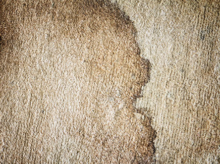 Rug Pet & Odor Stain Removal